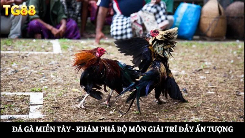 đá gà miền Tây