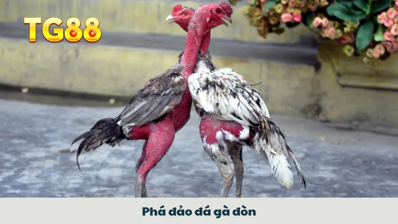 Phá đảo đá gà đòn